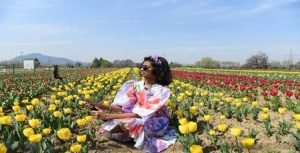 Srinagar Tulip garden season