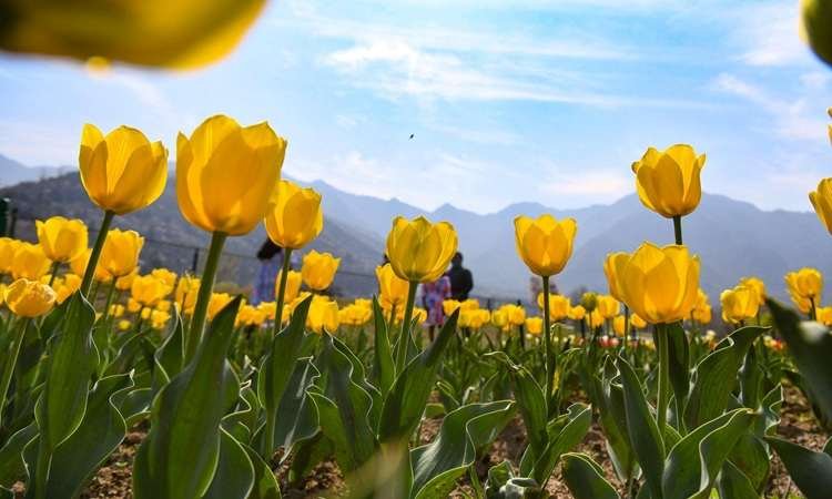 Tulip Garden in Srinagar Kashmir